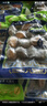 江船长无壳鲍鱼肉净重110g(12粒） 活鲍加工 火锅烧烤海鲜 生鲜  实拍图