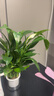 【热销款】白掌一帆风顺盆栽水培植物室内花绿植红掌发财树吸甲醛 【店主推荐】特级白掌6-8株带花+早安盆+营养液 实拍图