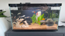 米家（MIJIA）小米米家智能生态鱼缸还原自然生态补仓一次三月无忧出差旅行必备 实拍图