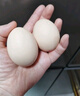 黄天鹅可生食鸡蛋 30枚/3.18斤 PLUS定制礼盒装鲜鸡蛋京东自营 无抗生素 实拍图