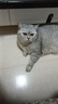 宠幸豆腐猫砂细砂快速结团除臭可溶可冲厕所猫沙猫咪用品低尘 绿茶豆腐猫砂2.5kg*8 实拍图