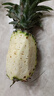 正宗海南金钻凤梨新鲜水果当季树上熟芒果凤梨【催熟食用】 1粒装单果500g-650g【7成熟，催熟再吃】 实拍图