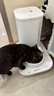 小佩智能自动喂食器SOLO白色 猫碗猫狗喂食器定时定量猫咪自动投食器 实拍图