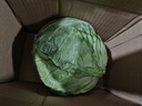 包菜新鲜卷心菜大头菜农户自种当季绿叶蔬菜绿甘蓝 绿甘蓝 3斤 实拍图