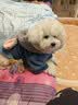 迪士尼朱迪猫狗通用秋冬款小狗泰迪中小型犬比熊柯基宠物冬季保暖猫衣服 实拍图