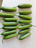 山东寿光水果黄瓜生吃脆新鲜荷兰青瓜当季无刺小黄瓜源头直发 精品水果黄瓜 2斤 实拍图