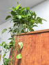 双盟绿萝盆栽除甲醛花卉绿植办公室新房净化空气160白1盆源头直发 实拍图