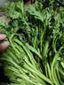 【24小时菜】油菜苗400g(长度≤17cm) 实拍图