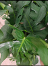 叹为观止大型植物发财树各种大颗盆栽开业乔迁客厅办公室内好养大型花卉 龟背竹【1-1.2米】 含盆 实拍图