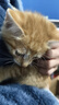 舒腾中华田园小猫咪活体田园猫宠物家养猫咪橘猫幼猫活体土猫狸花猫咪 田园级 橘猫 公（幼猫两个月左右） 实拍图