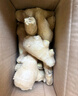 山东新鲜大姜超市生鲜蔬菜老姜即食水果生姜水洗净姜 山东大姜5斤带箱 实拍图