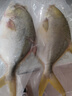 环球水产 南海金鲳鱼700g 2条 BAP认证深海鱼 冷冻 鱼类海鲜 家庭聚餐 实拍图