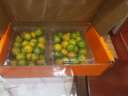 京鲜生 广西脆皮金桔 净重2斤 单果10g+ 金柑新鲜水果 源头直发包邮 实拍图