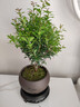 八芽 小叶赤楠盆景摆件室内绿植花卉盆栽老桩客厅办公室桌面好养植物 （【热销款】舍得紫砂盆赤楠+苔藓+底座） 实拍图