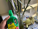 美乐棵植物通用营养液磷酸二氢钾花肥肥料绿萝发财树植物营养液500ML 实拍图