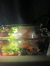 boxtech变焦水族射灯原生南美鱼缸灯三湖水草龟缸LED灯夹灯夜灯三色灯 3W旋钮款黄白三色-可夹1.9cm内玻璃变焦 实拍图
