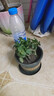 薄荷盆栽好养留兰香驱蚊植物绿植留兰香花卉绿植香草植物 薄荷+加仑盆送底托 实拍图