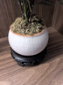 开时果 文竹盆栽桌面摆件盆景 办公室植物竹子水培绿植盆景源头直发包邮 【高端款】金边裂纹盆+假山+底托 实拍图