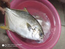 环球水产南海大金鲳鱼550g1条 BAP认证 海鱼水产 生鲜鱼类 火锅 烧烤海鲜 实拍图