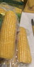 十月稻田 黄糯玉米 3.52斤(220g*8根)  杂粮粗粮 东北玉米 低脂早餐 新米 实拍图