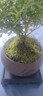开时果 小叶赤楠盆景摆件 办公室桌面绿植花卉好养盆栽植物源头直发包邮 【推荐款】舍得紫砂盆+苔藓+底座 实拍图