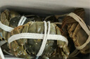 【活蟹】阳澄联合鲜活大闸蟹现货全母2.3-2.6两 8只生鲜螃蟹大只去绳足重海鲜礼盒 实拍图