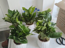 特价绿萝盆栽室内客厅办公室吸甲醛净化空气水培植物绿植花卉好养 【热销5盆】绿萝+白色南瓜盆自吸水 整体含盆高度20-25cm 实拍图