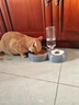 甜浪海猫碗双碗自动喂食器不锈钢狗盆幼猫吃饭喝水防打翻饮水机宠物食盆 实拍图