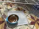 柒哦猫碗宠物碗食盆不锈钢猫咪悬挂式挂笼子猫粮兔子盆狗碗防打翻水碗 青春蓝小号【单食盆】 实拍图