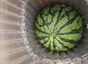 京鲜生 无籽麒麟大西瓜 1粒装 7-9斤 生鲜水果 实拍图