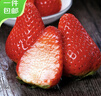 京鲜生 丹东99红颜奶油草莓 1斤装 单果22-30g 生鲜水果 实拍图