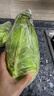 云南小包菜新鲜卷心菜农户自种蔬菜绿甘蓝鲜嫩可口单果250g起 绿甘蓝 8斤 实拍图