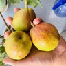 京鲜生 新疆库尔勒香梨 净重10斤 特级 单果120g以上 生鲜水果 实拍图