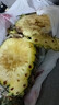 正宗海南金钻凤梨新鲜水果当季树上熟芒果凤梨【催熟食用】 单果1个净重1.3-1.7斤试吃特惠装 实拍图