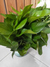 双盟绿萝盆栽除甲醛花卉绿植办公室新房净化空气180加仑2盆装源头直发 实拍图