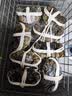 【活蟹】湖中秋色六月黄鲜活大闸蟹螃蟹现货2.5-2.8两8只去绳足重生鲜礼盒 源头直发 实拍图