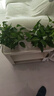 绿有意绿萝盆栽除甲醛室内好养花卉植物绿萝批发办公室新房装修净化空气 180绿加仑吸水绿萝12盆+壶+30肥 带盆带土发货 实拍图
