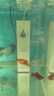 森森 小鲤鱼缸过滤器净水循环三合一内置水族箱过滤系统XQP-500F 6W 实拍图