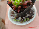 【新人专享】虹之玉多肉植物彩色系列红色精品多肉办公室室内 虹之玉5-6厘米【塑料盆栽好】 实拍图