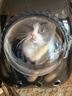 licheers猫包外出大号宠物背包便携太空舱猫笼狗袋双肩透气大容量猫咪书包 实拍图