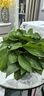 双盟绿萝盆栽除甲醛花卉绿植办公室新房净化空气180加仑4盆装源头直发 实拍图