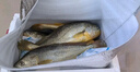 鸿顺【冰鲜】黄花鱼4条4斤 生鲜鱼类 宁德大黄鱼 地标产品 源头直发 实拍图