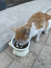 甜浪海猫碗陶瓷猫粮碗狗碗猫食盆猫咪喝水碗高脚斜口防打翻护颈喂食碗 实拍图
