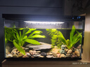 米家（MIJIA）小米米家智能生态鱼缸还原自然生态补仓一次三月无忧出差旅行必备 实拍图