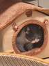 阿柴与猫封闭式猫窝大房子小型犬狗窝睡觉猫狗屋可拆洗四季通用宠物窝 实拍图