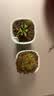 捕蝇草盆栽猪笼草食虫植物夏季驱蚊食虫捕虫室内趣味绿植 洛芙丽茅膏菜 赠吸水盆栽好发货 实拍图