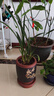 劉閣蘭花兰花苗 香妃 有香味的夏带花苞出售室内外花卉绿植盆栽草观花植物 红满天3苗 加盆土肥，说明书 实拍图