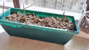 九千谷 阳台种菜盆种植盆长方形大花盆军绿色2个装霍伦花盆带吸水盘4177 实拍图