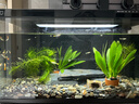 米家（MIJIA）小米米家智能生态鱼缸还原自然生态补仓一次三月无忧出差旅行必备 实拍图
