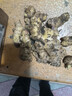 贵州高山小黄姜嫩姜鲜姜醋泡姜红芽姜当季蔬菜先挖非云南黄姜批发 净重半斤 250g 实拍图
